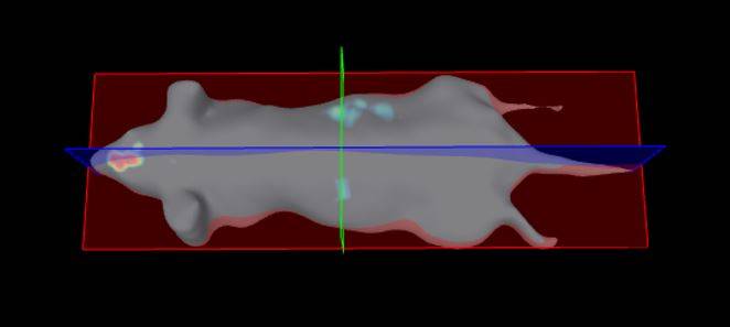 Imagerie in vivo et ex vivo sur petit et gros animaux