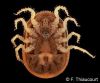 2017-01-21-O-moubata-entier-ventral-F.Thiaucourt-Cirad
